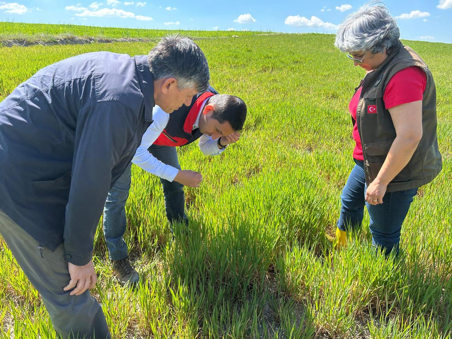 Beyköy’de Hububat Tarlalarında Hastalık ve Zararlı Kontrolü